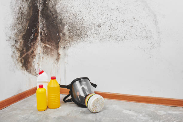 Best Health and Safety Mold Remediation in Fulton, MS