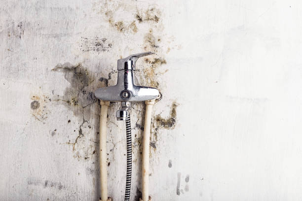 Best Localized Mold Remediation (e.g., coastal areas, humid climates) in Fulton, MS