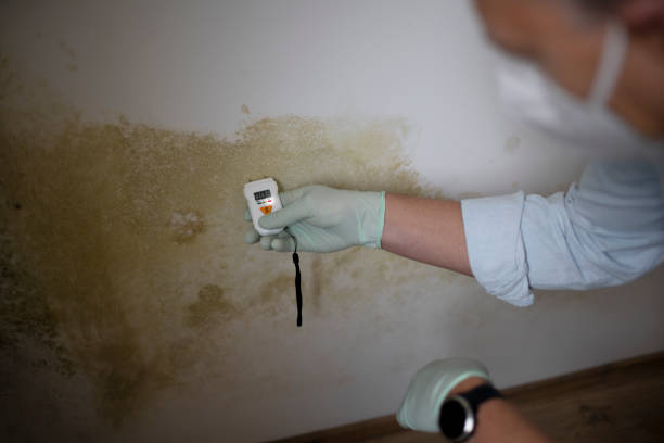 Best Insurance-Related Mold Remediation in Fulton, MS