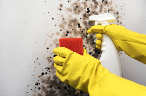 Professional Mold Remediation in Fulton, MS